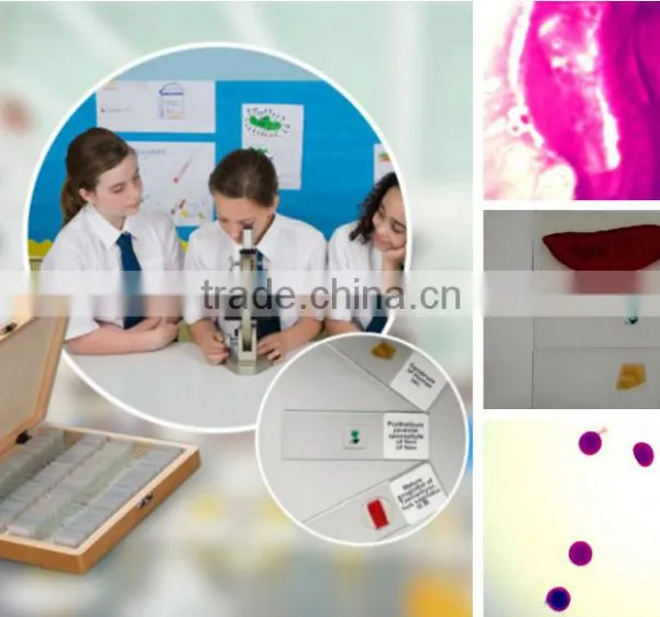 Educational Biology Chicken Embryology Slides