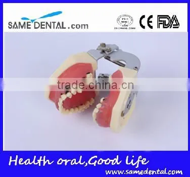 Dental Severe Periodontal Disease Model School Teaching photo-4