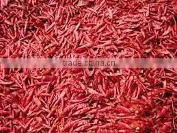 Indian Chilli for Sale photo-4