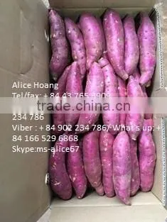 EXPORT Fresh Sweet Potatoes/ BRAND VIETNAM photo-2