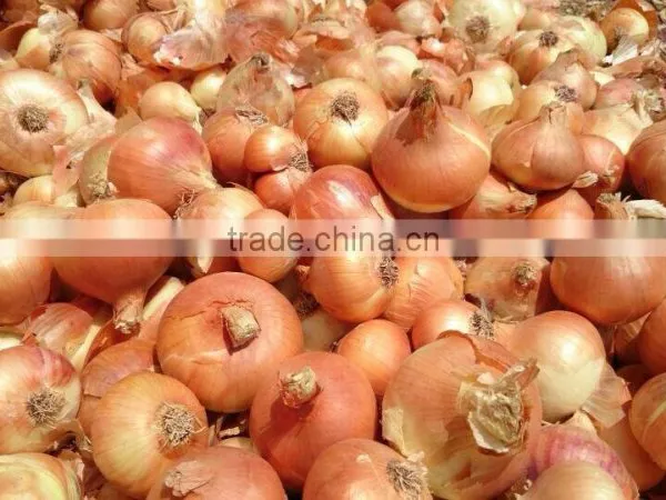 Super Quality Grade a Egyptian Onions photo-2
