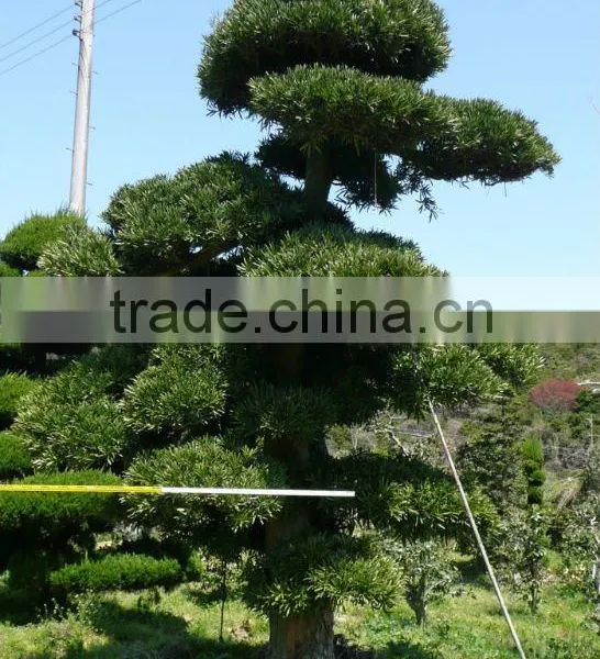 Large Outdoor Bonsai Trees Made in Japan