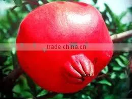 2014 High Quality Pomegranate Extract Ellagic Acid and Punicalagins-pomegranate Tea