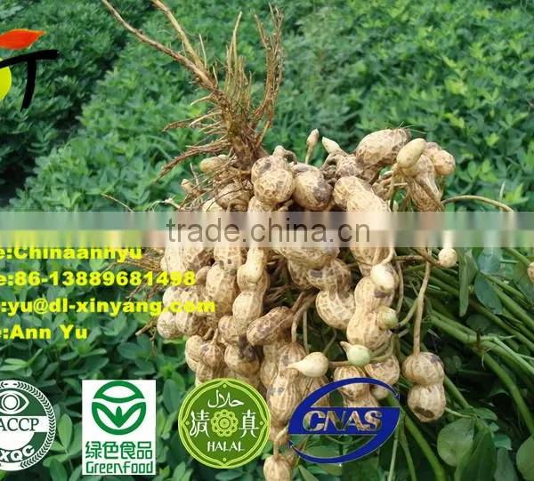 Blanched Peanut With Quality for Sale photo-6