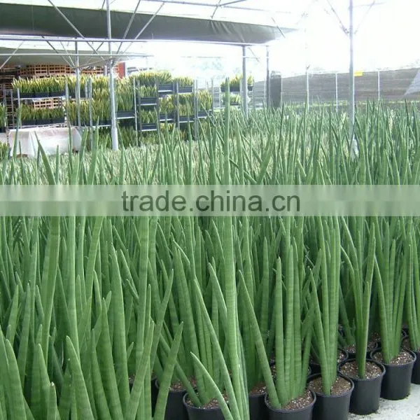 Golden Green Sansevieria for Indoor Ornamental Bonsai Plants photo-6