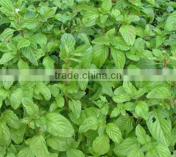 MENTHA PIPERITA ESSENTIAL OIL photo-3