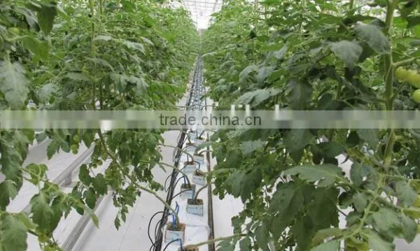 Vegetable Greenhouse photo-5