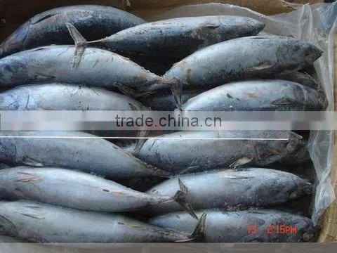 Sarda Chiliensis - Eastern Pacific Bonito 1000g+ photo-3