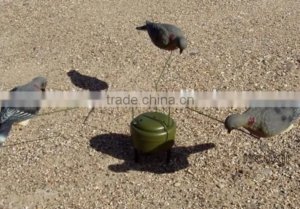 Feeding Mourning Dove Dedoys With Stake photo-6