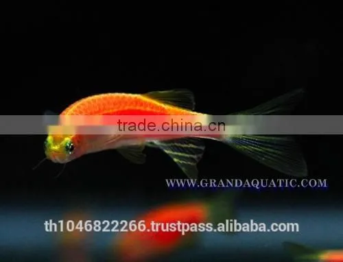 Pink Danio Fish Farm For Sale and Aquarium Fish Export photo-4