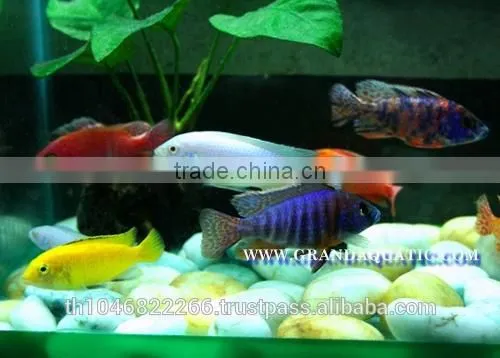 Malawi Cichlid Fish Farm For Sale and Export photo-3
