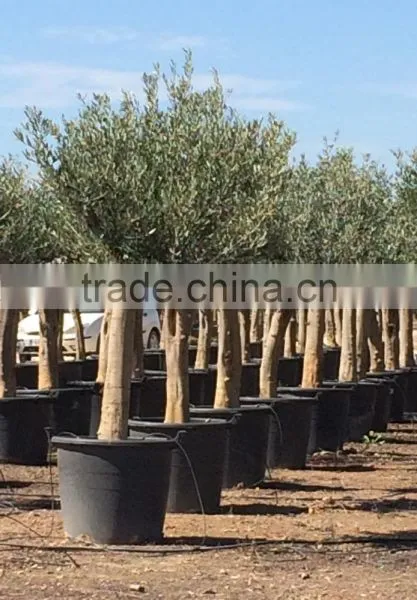 Olive Tree Young Skin Trunk - Olea Europaea "Andalucia" photo-3