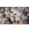Pure White Garlic