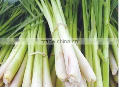 Fresh Lemongrass/ Cutting/ Minced / Powder photo-2