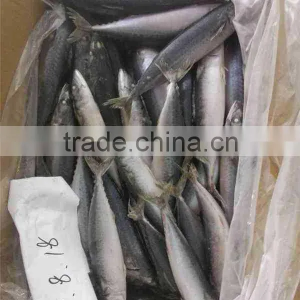 Factory Supply Mackerel Fish Pacific Mackerel Scientific Name Scomber Japonicus photo-2