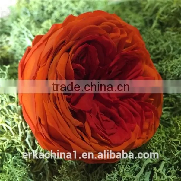 Wholesale Preserved Roses Preserved Flowers Dried Flowers Austin Rose photo-5