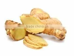 Fresh Ginger best price and high quality from Vietnam