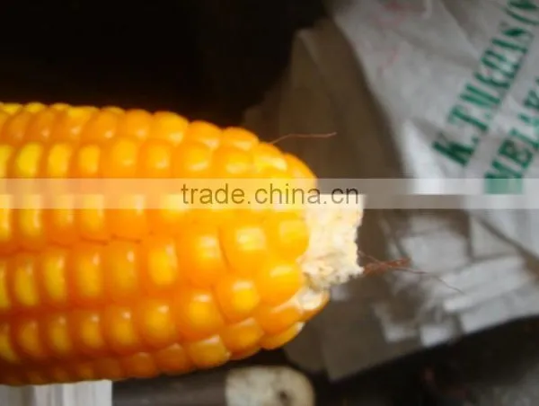 Indian Yellow Maize photo-6