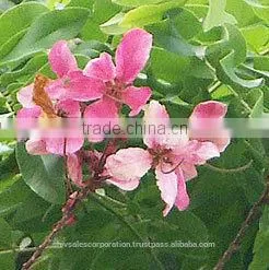 Cassia Oil