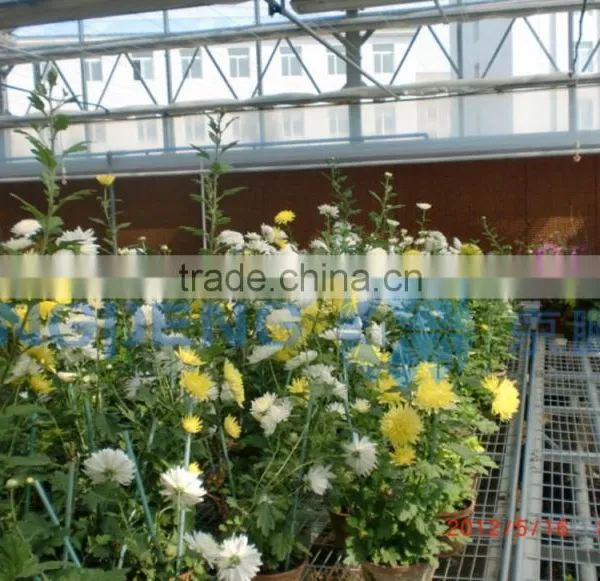 Temper Glass Flowers Greenhouse photo-2