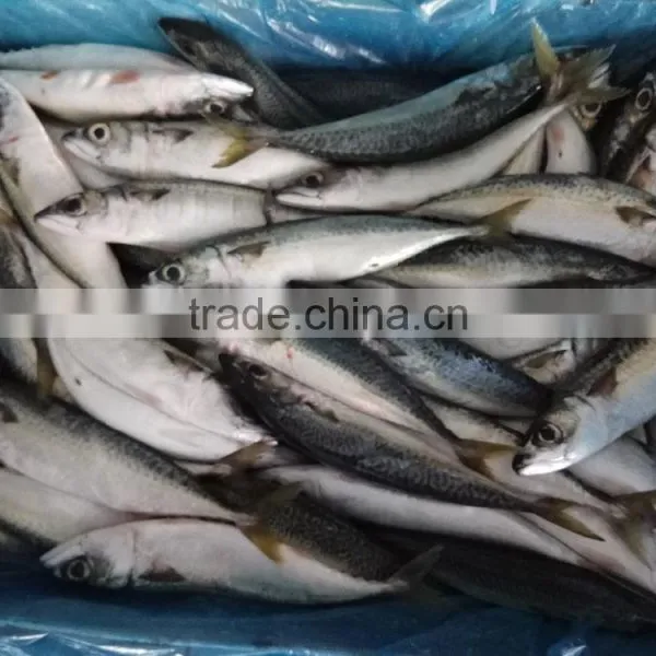 Hot Sale Fish Frozen Pacific Mackerel Whole photo-2
