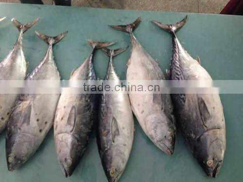 Bonito Tuna (Auxis Tapeionsoma) photo-2