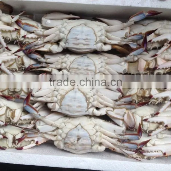 Frozen Blue Swimming Crab photo-2