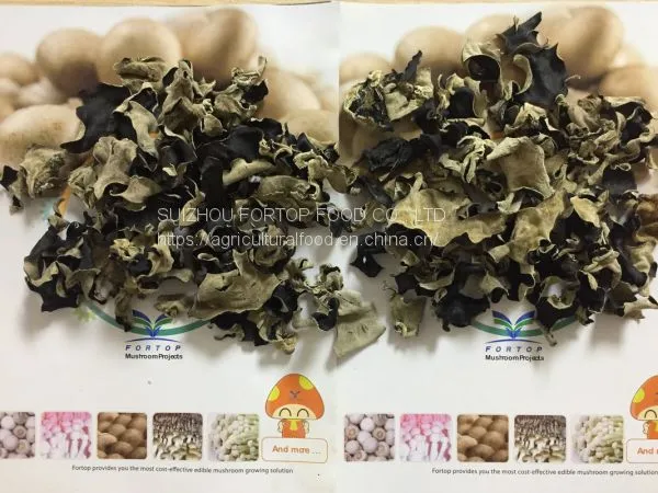 Factory Price Premium Quality Chinese Dried White Back Black Fungus (Size:within 5 Cm)