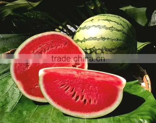 Fresh Watermelon, Fresh Sweet Melons