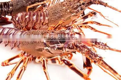 Rock Lobster photo-2