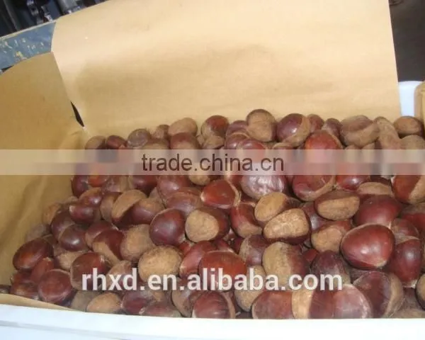 New Crop Chinese Chestnuts/ Raw Organic Bulk Nuts/peeled Chestnuts for Sale/roasted Chestnuts photo-2