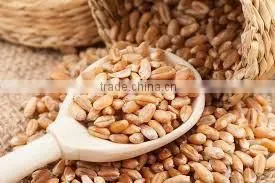 Soft Milling Wheat photo-2