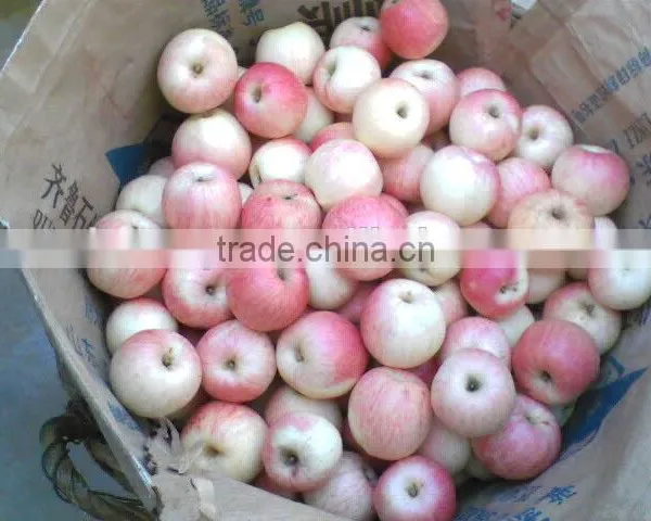 Fresh Chinese Red Gala Apple 2014 Crop photo-2