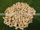 Peanuts in Shell photo-2