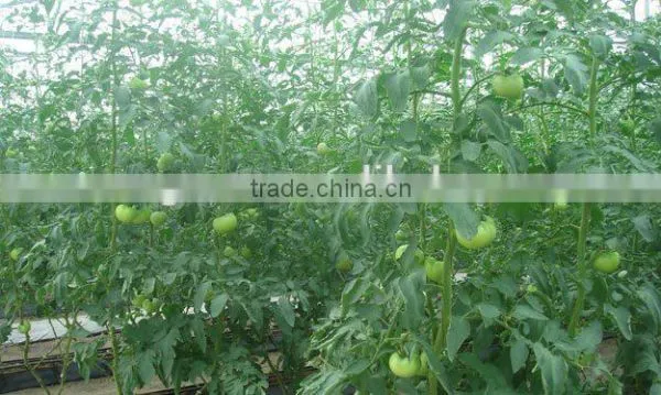 Polycarbonate Sheet Greenhouse photo-5