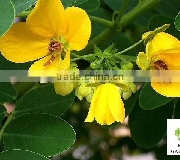 Cassia Glauca (Cassia Surattensis) photo-2
