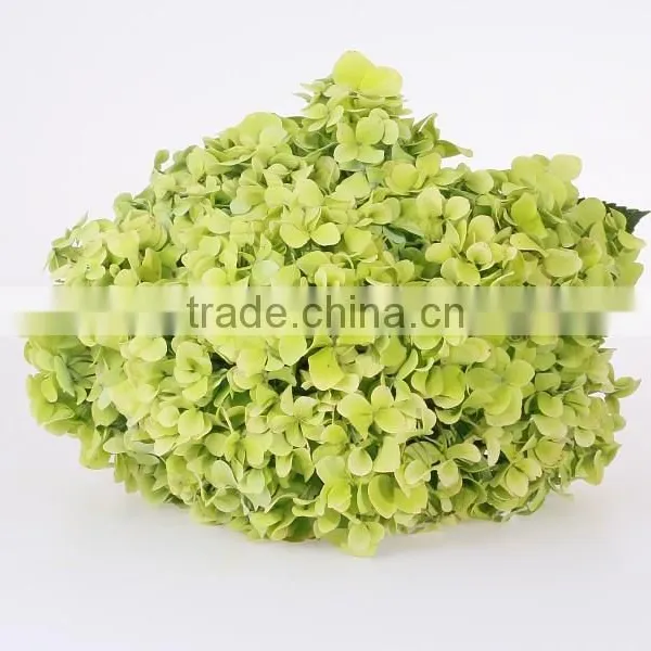 Single Stem Best Selling Fresh Wedding Flower Hydrangea Wholeasle From Yunnan,China photo-3
