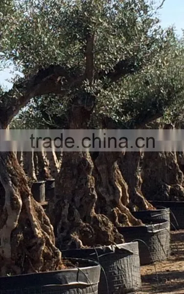 Olive Tree "Lechin"- Olea Europaea "Lechin" photo-6