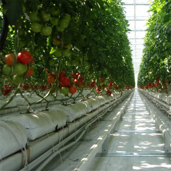 Intelligent Glass Greenhouse With Hydroponic System photo-3