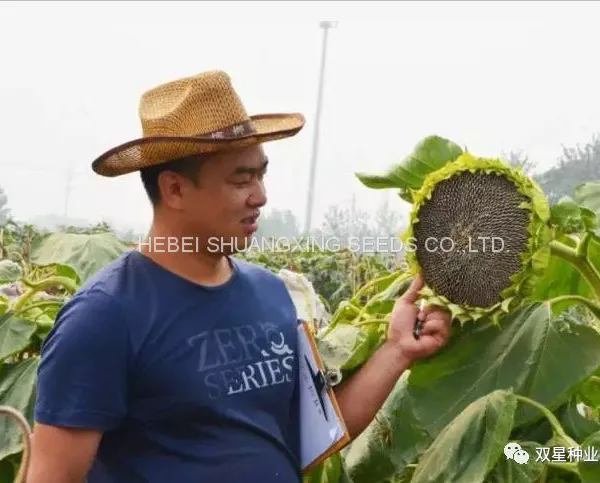 Raw Natural Chinese Black Sunflower Seeds for Planting photo-2