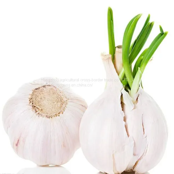 In 2021 China Shandong Fresh Garlic 5 cm photo-3