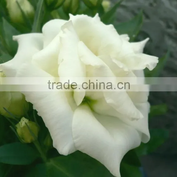 Super Quality OEM Natural Fresh Cut Flower Eustoma photo-2