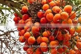 Betelnut Premium Quality photo-4