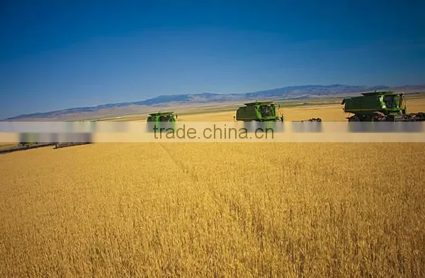 WHEAT photo-4