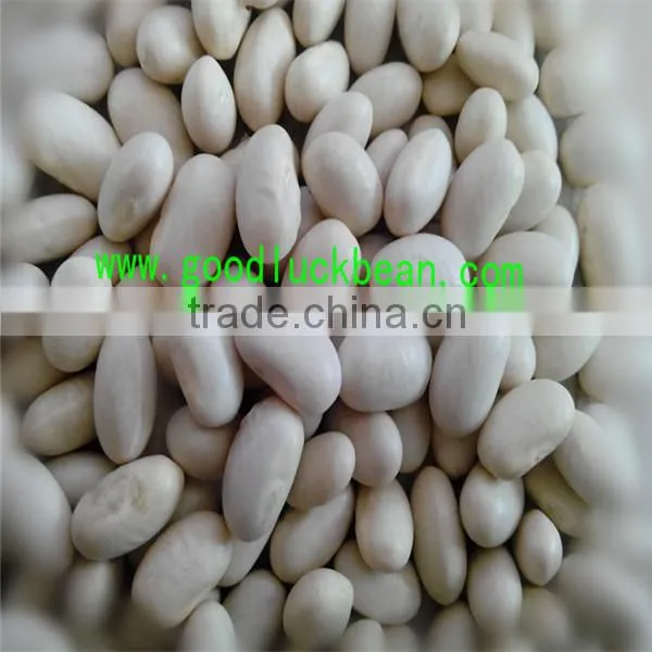 White Kidney Beans(2014 Crop) photo-5