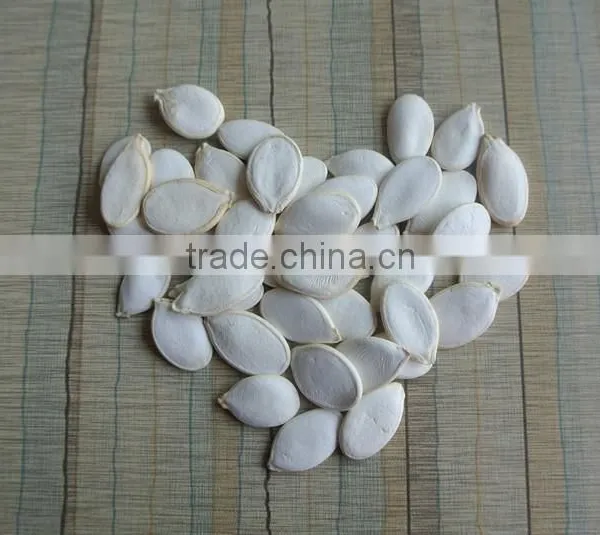 Crop 2015 Snow White Pumpkin Seeds 9cm up photo-5