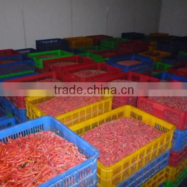 FROZEN SMALL CHILLI WITH BEST PRICE AND GOOD QUALITY photo-2