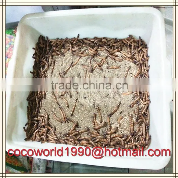 Birds That Eat Mealworms/what to Feed Meal Worms/crickets and Mealworms for Sale photo-6