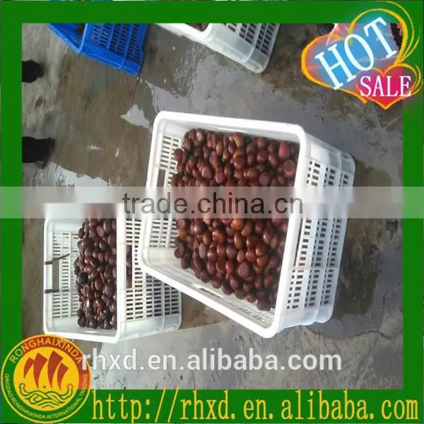 2015 Health Food Almonds/peeled Chestnuts for Sale/roasted Chestnuts photo-4