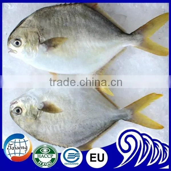 Frozen White Pomfret Fish photo-5
